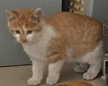 猫咪档案：金豆-MeowWoof-喵汪同盟