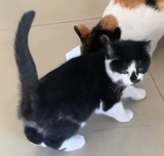 猫咪档案：警长-MeowWoof-喵汪同盟