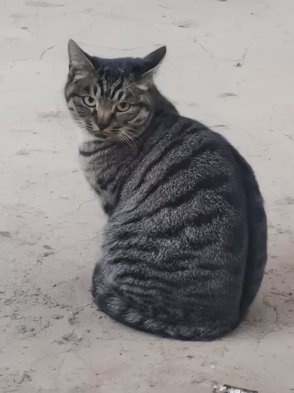 猫咪档案：糯狸-猫猫档案论坛-档案中心-MeowWoof-喵汪同盟