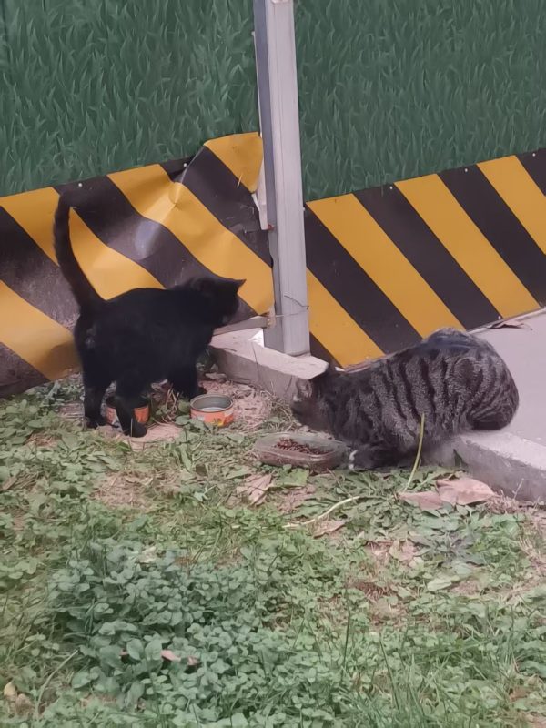 图片[2]-猫咪档案：糯狸-猫猫档案论坛-档案中心-MeowWoof-喵汪同盟