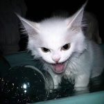 好运来的头像-MeowWoof-喵汪同盟