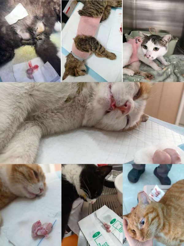 绝育工作记录（5）-官方频道论坛-官方频道-MeowWoof-喵汪同盟
