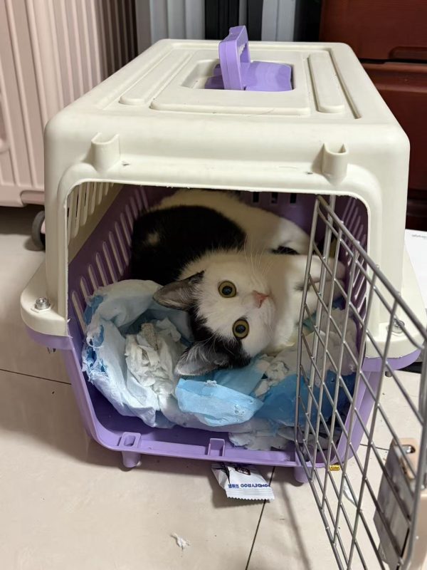 图片[4]-猫咪档案：亭亭【已领养】-猫猫档案论坛-档案中心-MeowWoof-喵汪同盟