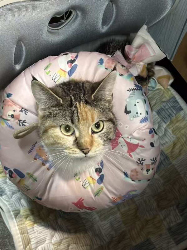 猫咪档案：欧米【已领养】-猫猫档案论坛-档案中心-MeowWoof-喵汪同盟