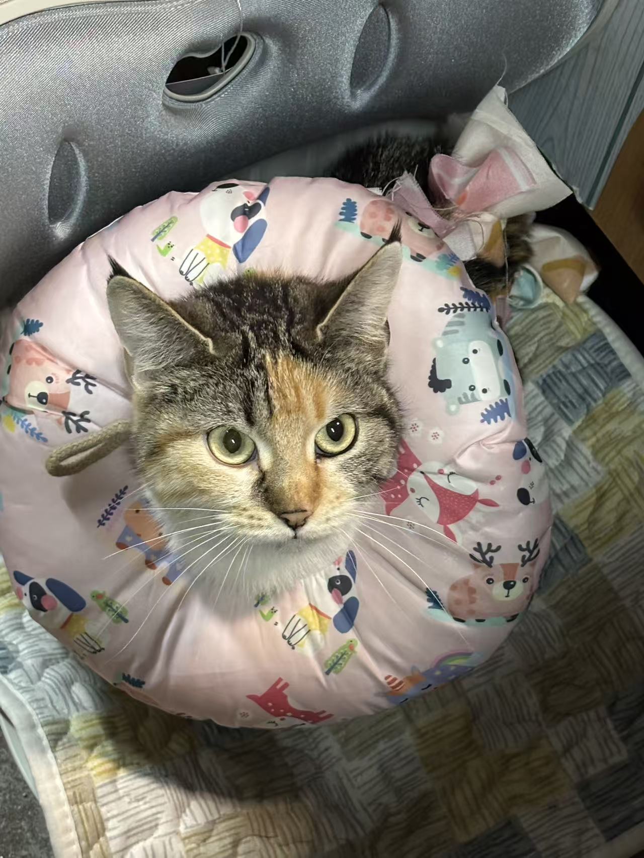 猫咪档案：欧米【已领养】-MeowWoof-喵汪同盟