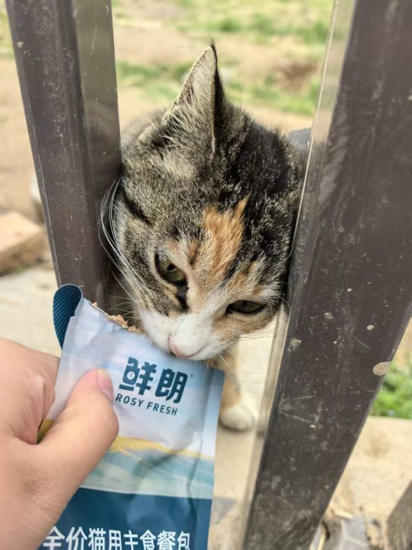 猫咪档案：东东-猫猫档案论坛-档案中心-MeowWoof-喵汪同盟