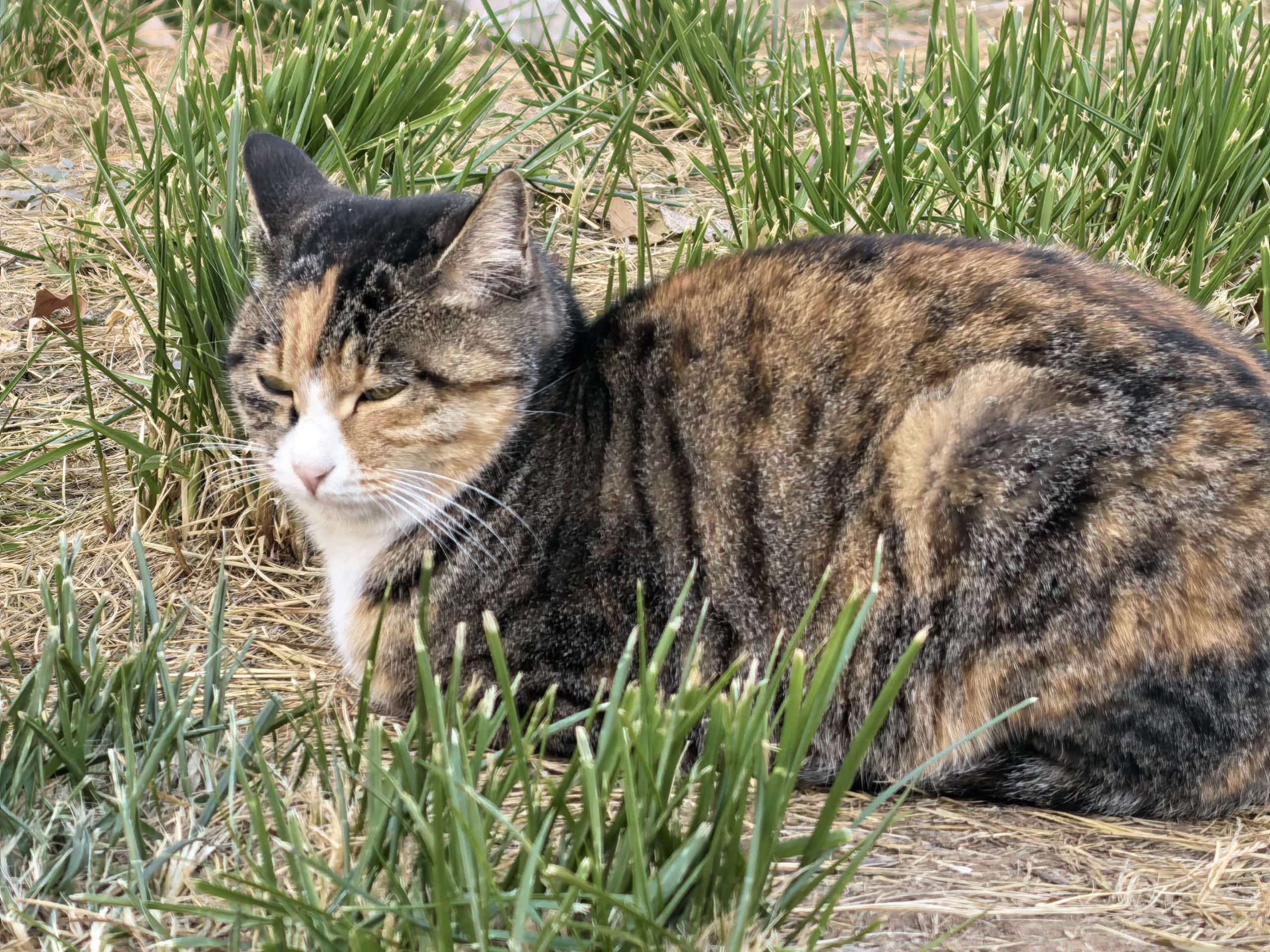 猫咪档案：东东-MeowWoof-喵汪同盟